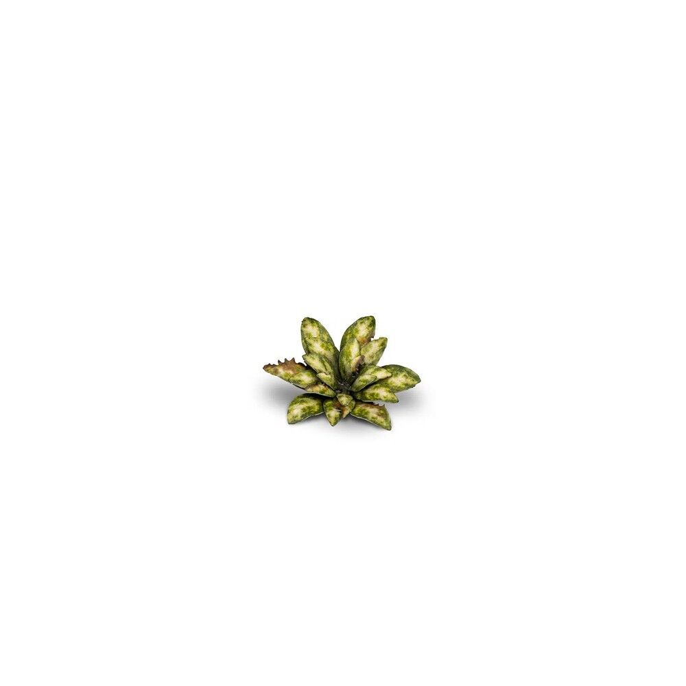 Gamers Grass - Laser Plants - Dumb Cane