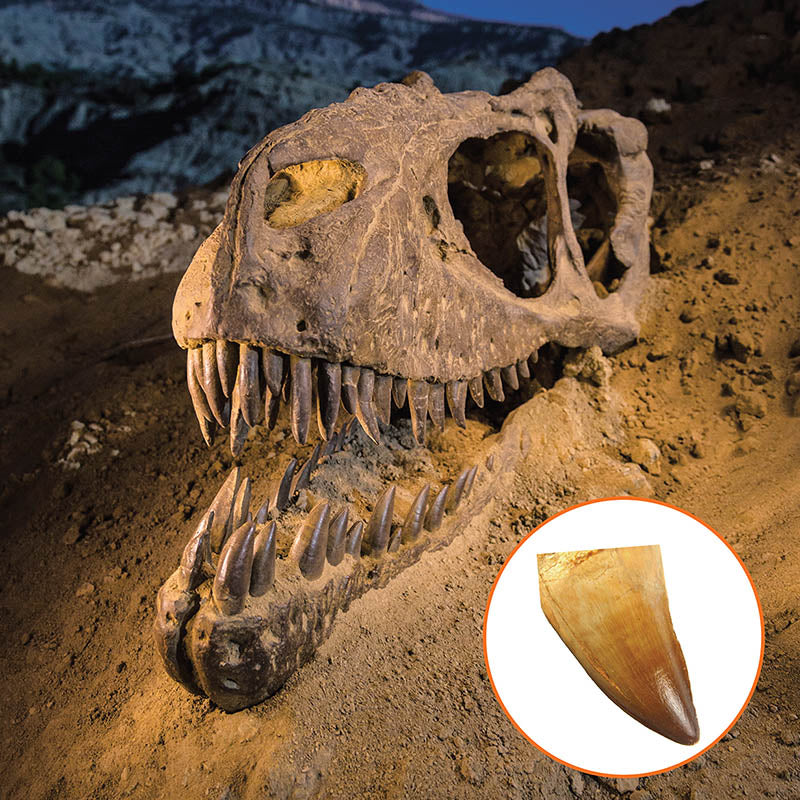 Dinosaur Dig Kit